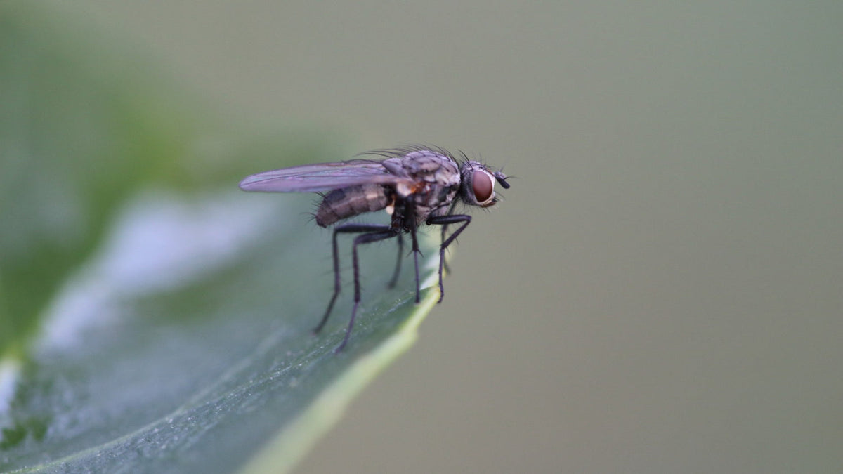 How to Get Rid of Fungus Gnats Permanently
