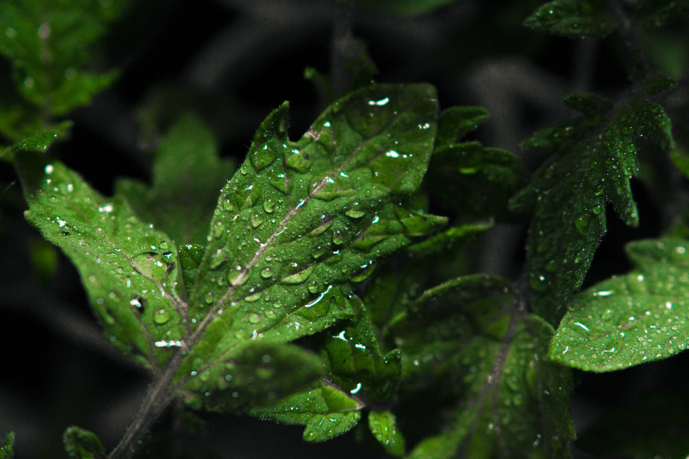 Monsoon Plant Care in India: Protecting Potted Plants