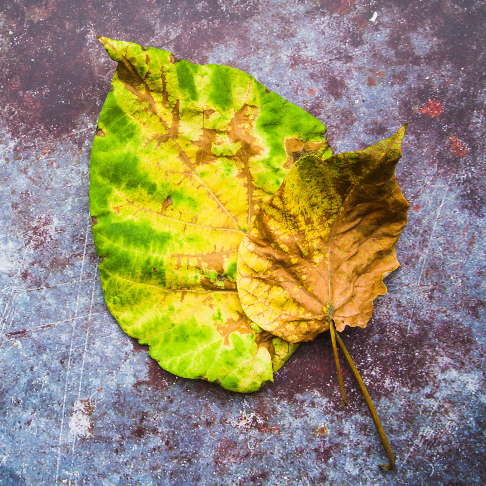 Why Are My Plant's Leaves Turning Yellow?