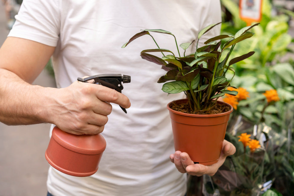 Overwatering vs Underwatering: How to Tell the Difference