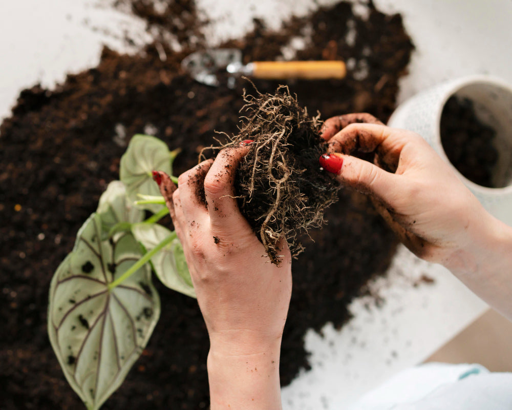 Root Rot: How to Identify, Rescue, and Prevent It