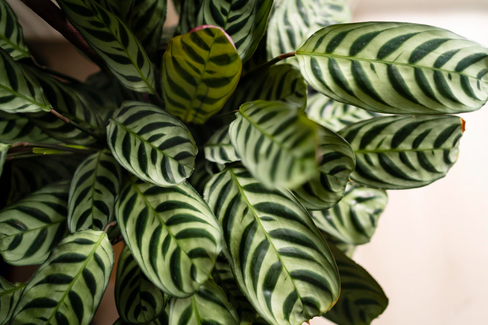 Best Soil for Ferns, Calatheas & Marantas in India