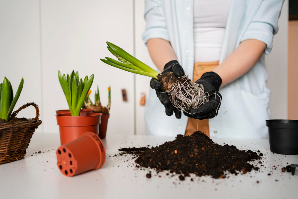 How to Repot a Houseplant Correctly
