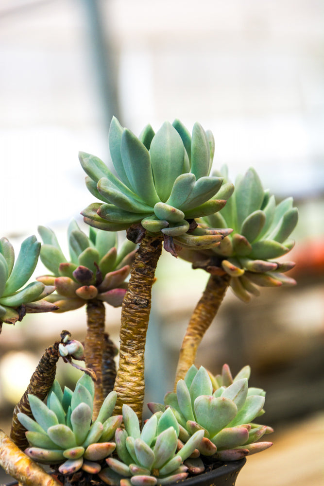 Succulent & Cactus Soil Mix in India: Why Most Mixes Fail