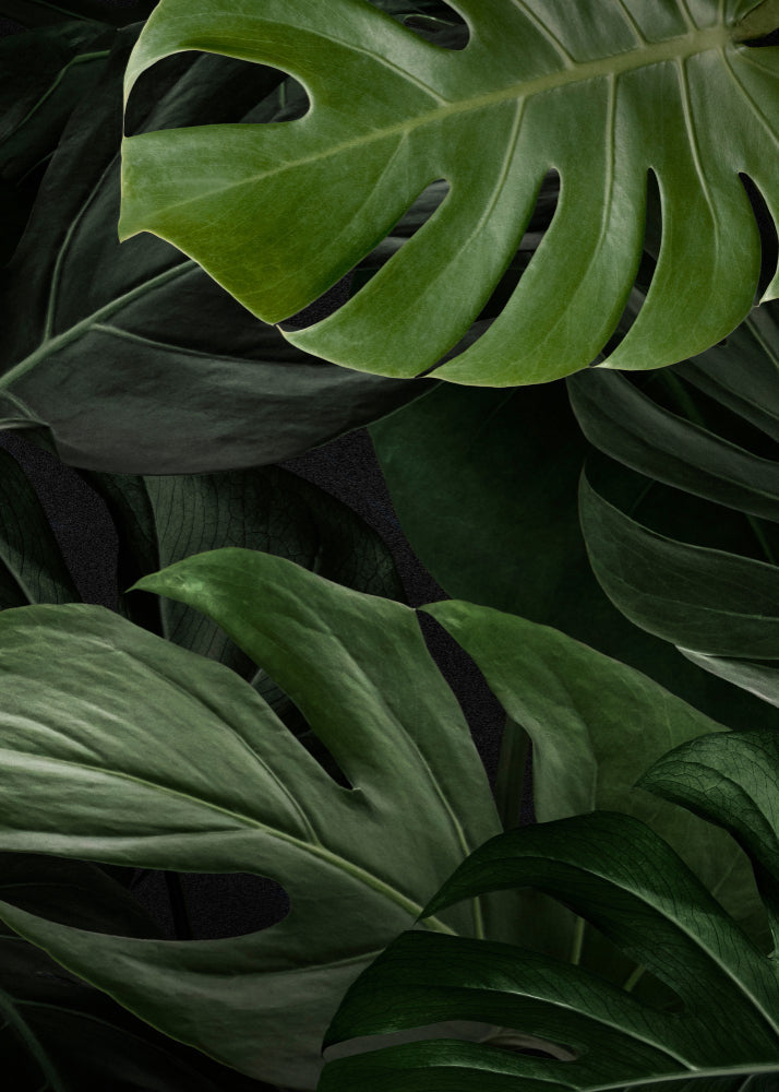 Monstera Soil in India: The Complete Care & Mix Guide
