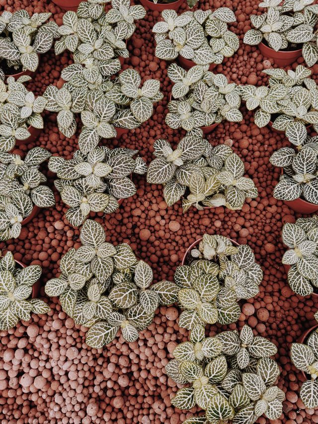 Semi-Hydro & LECA in India: A Beginner's Guide