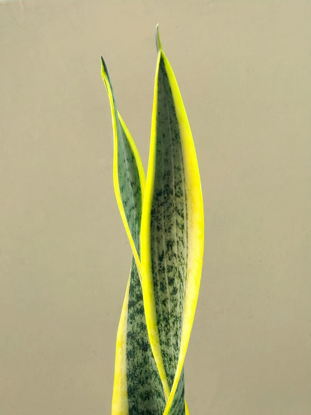Best Soil for Snake Plant & ZZ Plant in India