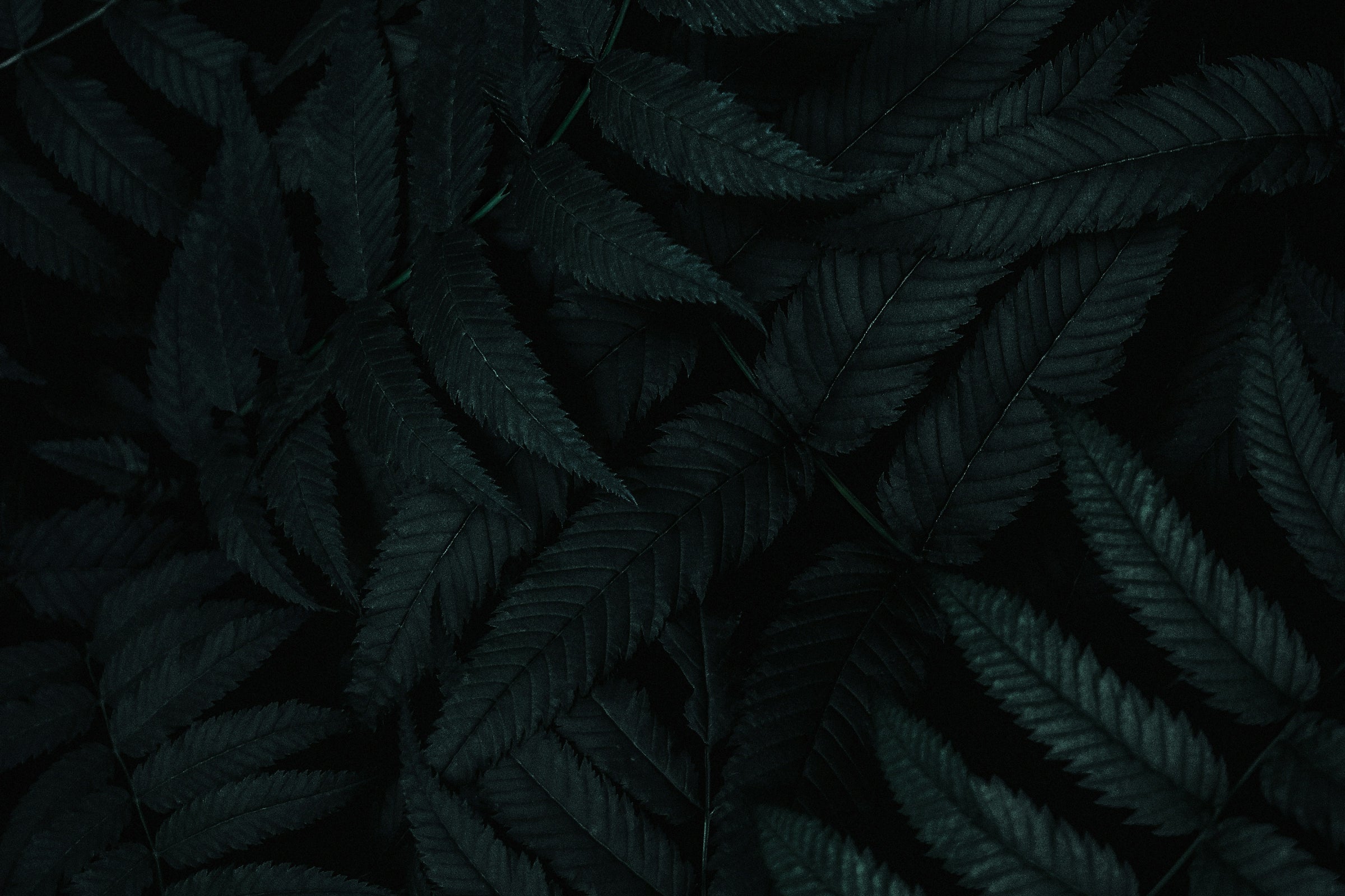 Humid|Haven