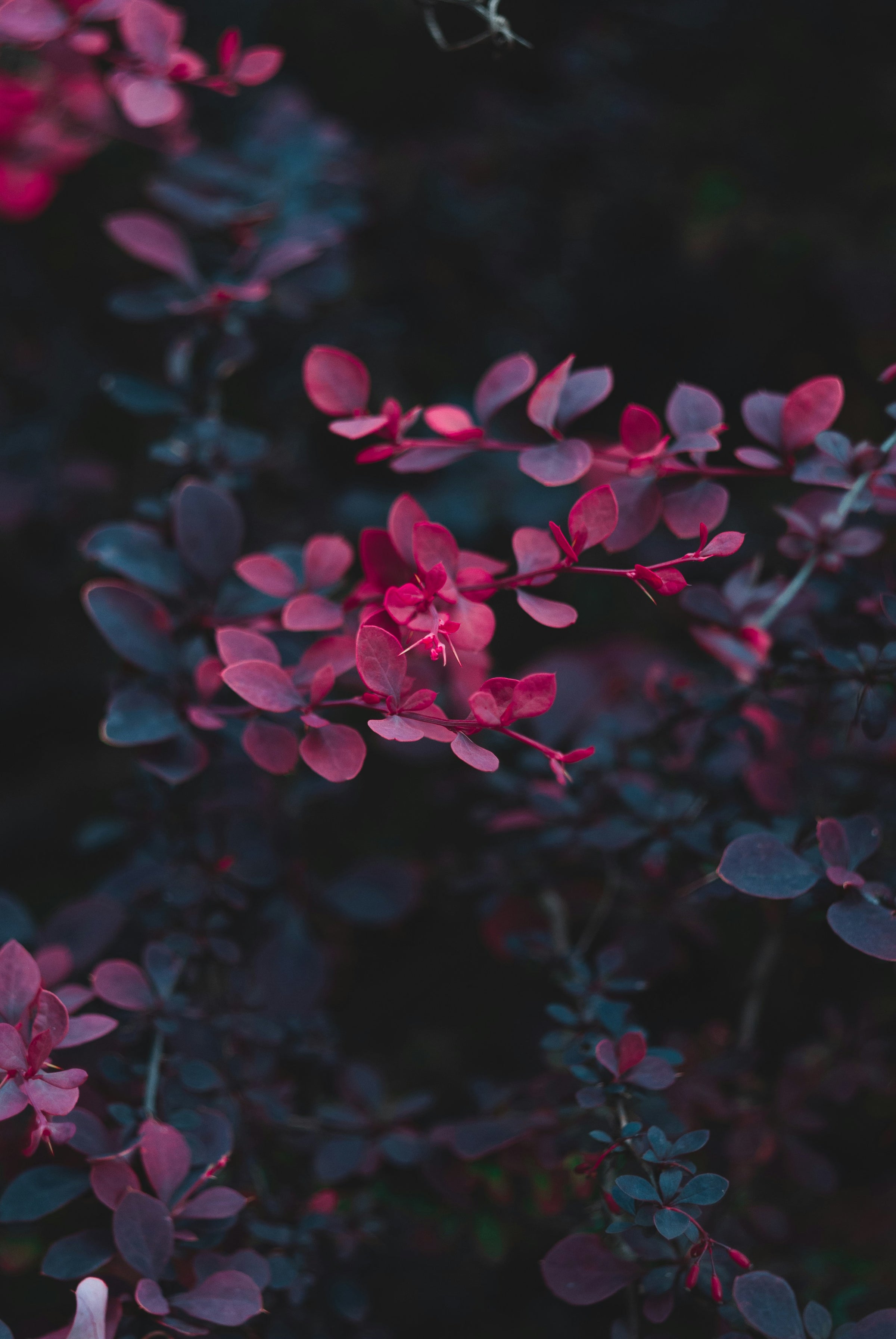 Bloom|Booster